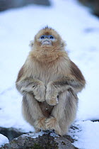 Golden monkey (Rhinopithecus roxellana) juvenile sitting on snowy rock, looking up, Qinling Mountains, China.