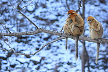 Golden monkey (Rhinopithecus roxellana) female adult with young suckling near a juvenile, Qinling Mountains, China.