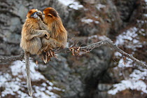 Golden monkey (Rhinopithecus roxellana) females social grooming, Qinling Mountains, China.