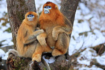 Golden monkey (Rhinopithecus roxellana) adult male with female and young between them, Qinling Mountains, China.