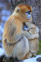 Golden monkey (Rhinopithecus roxellana) mother with young suckling, Qinling Mountains, China.