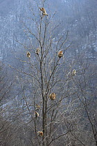 Golden monkey (Rhinopithecus roxellana) group in tree eating bark, Qinling Mountains, China.