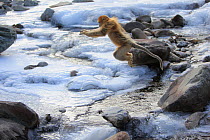 Golden monkey (Rhinopithecus roxellana) jumping over a frozen stream, Qinling Mountains, China. Sequence 1 of 7