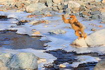 Golden monkey (Rhinopithecus roxellana) jumping over a frozen stream, Qinling Mountains, China. Sequence 2 of 7