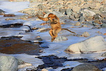 Golden monkey (Rhinopithecus roxellana) jumping over a frozen stream, Qinling Mountains, China. Sequence 3 of 7