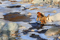 Golden monkey (Rhinopithecus roxellana) adult male is jumping over a frozen stream, Qinling Mountains, China. Sequence 4 of 7