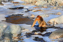 Golden monkey (Rhinopithecus roxellana) adult male is jumping over a frozen stream, Qinling Mountains, China. Sequence 5 of 7