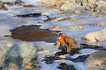 Golden monkey (Rhinopithecus roxellana) adult male is jumping over a frozen stream, Qinling Mountains, China. Sequence 6 of 7