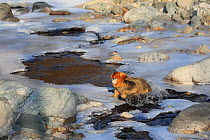 Golden monkey (Rhinopithecus roxellana) adult male is jumping over a frozen stream, Qinling Mountains, China. Sequence 7 of 7