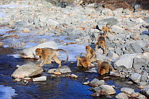 Golden monkeys (Rhinopithecus roxellana) group crossing frozen stream, and drinking, Qinling Mountains, China.