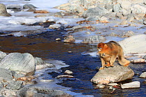 Golden monkey (Rhinopithecus roxellana) female with infant clinging to her, jumping over a frozen stream, Qinling Mountains, China.