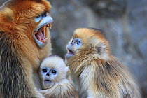 Golden monkey (Rhinopithecus roxellana) adult male bearing teeth with infant and a juvenile, Qinling Mountains, China.