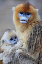 Golden monkey (Rhinopithecus roxellana) female with young suckling, Qinling Mountains, China.