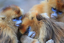 Golden monkey (Rhinopithecus roxellana) females social grooming, Qinling Mountains, China.