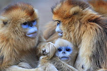 Golden monkey (Rhinopithecus roxellana) females sitting close together with baby inbetween, Qinling Mountains, China.