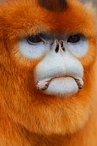 Golden monkey (Rhinopithecus roxellana) close up face portrait of male, Qinling Mountains, China.