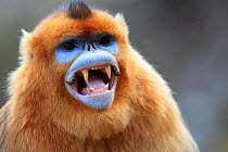 Golden monkey (Rhinopithecus roxellana) male showing canine teeth, Qinling Mountains, China.