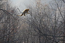 Golden monkey (Rhinopithecus roxellana) jumping from tree to tree, Qinling Mountains, China.