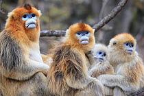 Golden monkey (Rhinopithecus roxellana) group of male and female with infant and juvenile, Qinling Mountains, China.