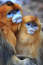 Golden monkey (Rhinopithecus roxellana) adult male and female huddled together, Qinling Mountains, China.