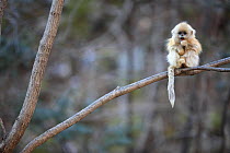 Golden monkey (Rhinopithecus roxellana) young perched on branch, Qinling Mountains, China.