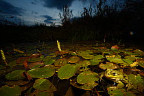 Edible frogs (Rana esculenta) in a pond in Burgundy, France, June.