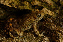 Midwife Toad (Alytes obstetricans) male carries eggs wrapped around his back legs until they hatch, Burgundy, France