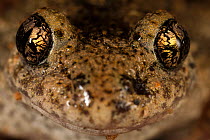Midwife Toad (Alytes obstetricans) portrait. Burgundy, France