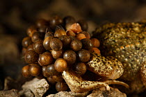 Midwife Toad (Alytes obstetricans) male carrying eggs wrapped around his back legs until they hatch, Burgundy, France, June.