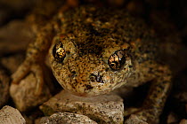 Midwife Toad (Alytes obstetricans) portrait of male with eggs, Burgundy, France