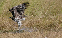 Slow motion clip of a Martial eagle (Polemaetus bellicosus) taking off, Khwai River, Moremi Game Reserve, Botswana.