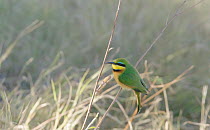 Slow motion clip of a Little bee-eater (Merops pusillus) taking off from a twig, Moremi Game Reserve, Botswana.