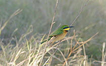 Slow motion clip of a Little bee-eater (Merops pusillus) landing on a twig, Moremi Game Reserve, Botswana.