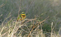 Slow motion clip of a Little bee-eater (Merops pusillus) taking off and landing from a twig, Moremi Game Reserve, Botswana.