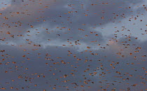 Slow motion clip of a flock of Red-billed quelea (Quelea quelea) flying at sunset, Moremi Game Reserve, Botswana.