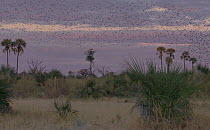 Slow motion clip of a flock of Red-billed quelea (Quelea quelea) flying at sunset, Moremi Game Reserve, Botswana.