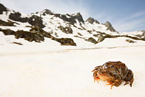 Common frog (Rana temporaria) pair moving in amplexus to alipne breeding pond, French Alps, France, May.