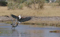 Slow motion clip of an African Fish eagle (Haliaeetus vocifer) attempting to catch a Goliath heron (Ardea goliath), Moremi Game Reserve, Botswana.