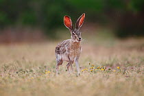 Black-tailed jackrabbit (Lepus californicus) standing, with ticks visible on ears, South Texas, USA.