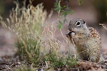 Mexican ground squirrel (Spermophilus mexicanus) feeding, South Texas, USA.