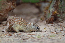 Mexican ground squirrel (Spermophilus mexicanus) foraging, South Texas, USA.