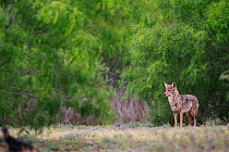 Coyote (Canis latrans) male, South Texas, USA, April.