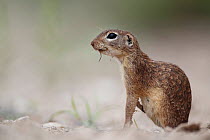 Spotted ground squirrel (Spermophilus spilosoma) South Texas, USA, April.