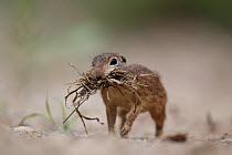 Spotted ground squirrel (Spermophilus spilosoma) gathering grass for nest, South Texas, USA, April.