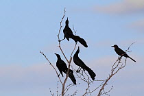 Great tailed grackle (Quiscalus mexicanus) displaying, South Texas, USA, April.