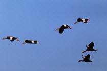 Black-bellied whistling-duck (Dendrocygna autumnalis) flock of six flying, South Texas, USA, April.