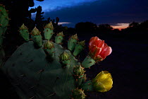 Prickly pear cactus (Opuntia lindheimeri) in flower, at night, South Texas, USA, April.