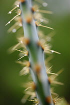 Prickly pear cactus (Opuntia lindheimeri) thorns, South Texas, USA, April.