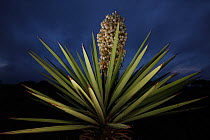 Yucca (Yucca torreyi) in flower at night, South Texas, USA, April.