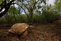 Gopher tortoise (Gopherus berlandieri) in habitat, Texas, USA, April.
